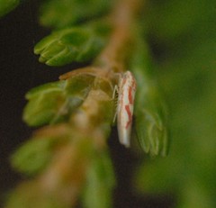 Zygina flammigera