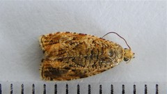 Olethreutes baccatanum