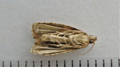 Olethreutes baccatanum