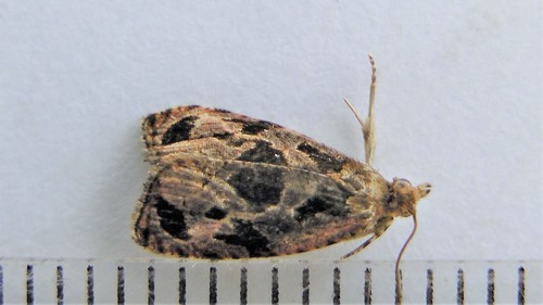 Olethreutes trepidulum