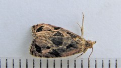 Olethreutes trepidulum