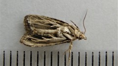 Olethreutes trepidulum