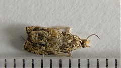 Olethreutes olivaceana