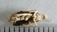 Olethreutes olivaceana