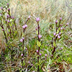 Gentianella magellanica