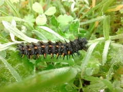 Euphydryas editha bayensis