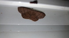 Scopula mecysma