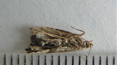 Ancylis mediofasciana