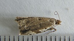 Ancylis mediofasciana
