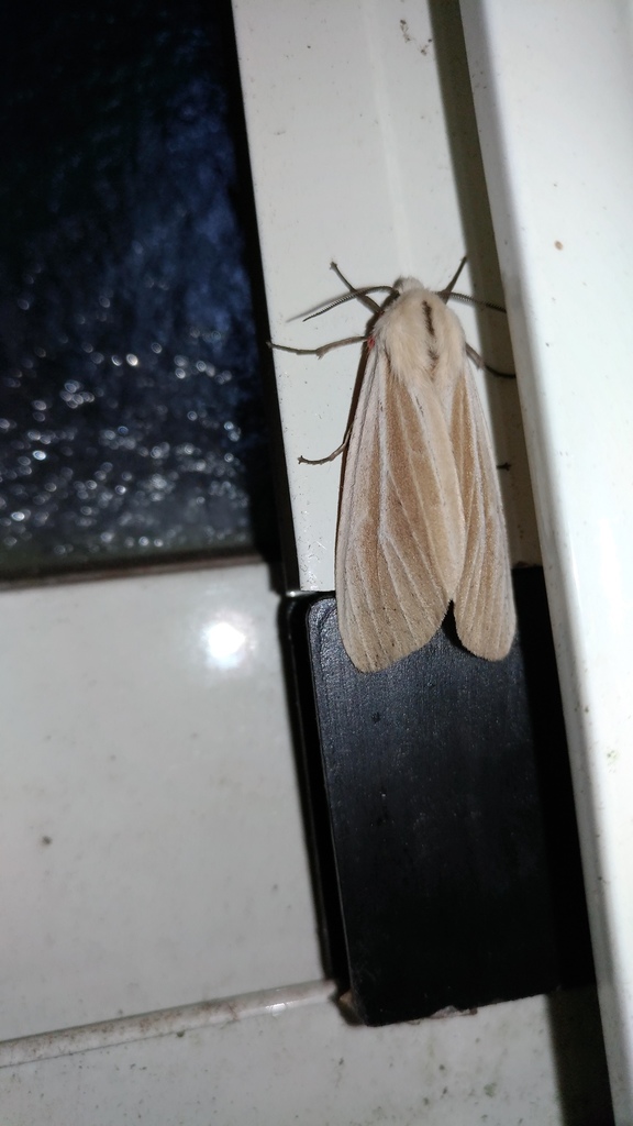 Spilarctia contaminata