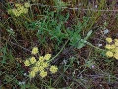 Lomatium utriculatum