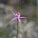 Caladenia startiorum - Photo (c) RIC WOODLAND, some rights reserved (CC BY-NC), uploaded by RIC WOODLAND