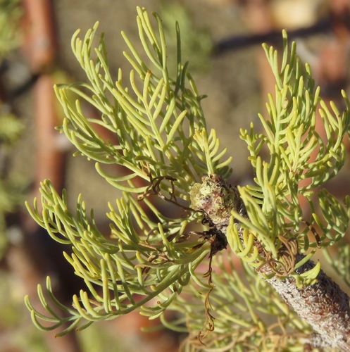 Featherleaf Corkwood (Commiphora kraeuseliana)
