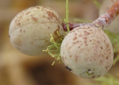 Commiphora kraeuseliana