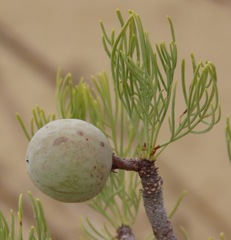 Commiphora kraeuseliana