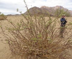 Commiphora kraeuseliana