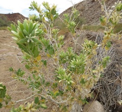 Kissenia capensis
