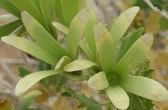 Kissenia capensis