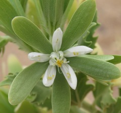 Kissenia capensis