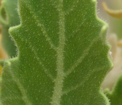Kissenia capensis