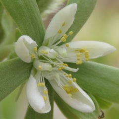 Kissenia capensis