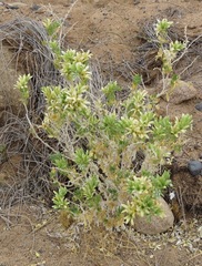 Kissenia capensis