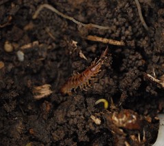 Lithobius variegatus