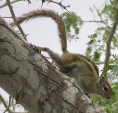 Funisciurus congicus