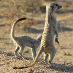 Suricata suricatta