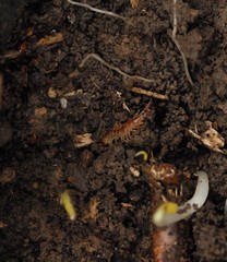 Lithobius variegatus