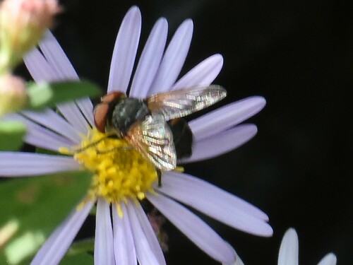 Phasia aurigera, Groesbeek, Nederland, photo 7 of 10