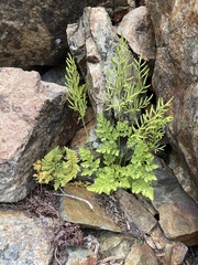Cryptogramma cascadensis image