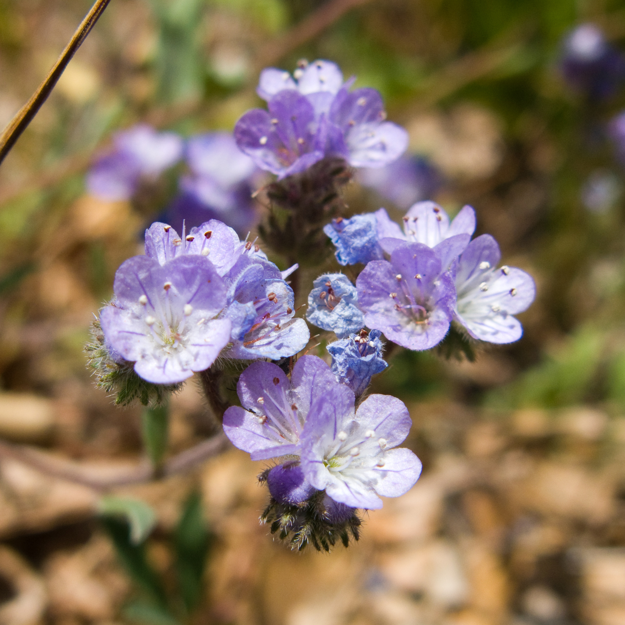 Phacelia breweri