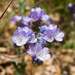 Brewer's Phacelia - Photo (c) Ken-ichi Ueda, some rights reserved (CC BY)