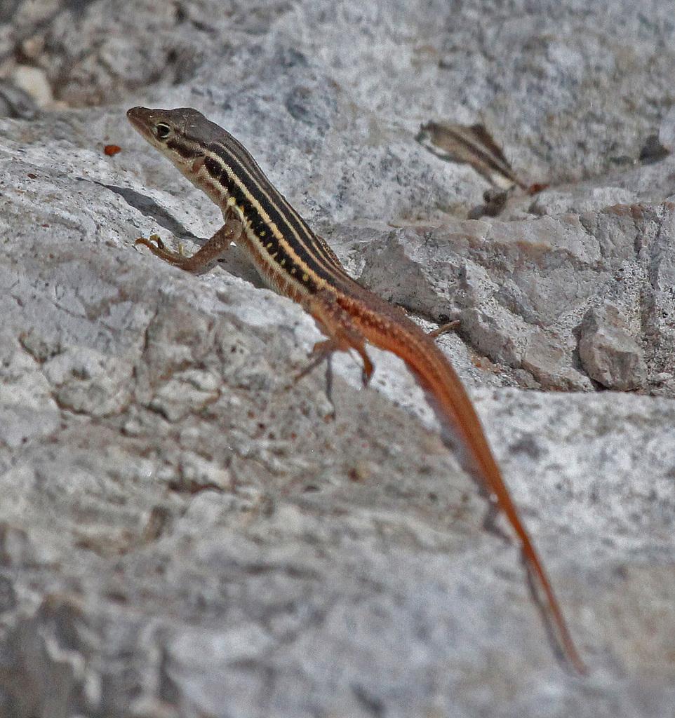 Heliobolus