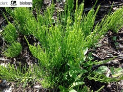 Equisetum arvense