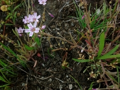 Claytonia exigua
