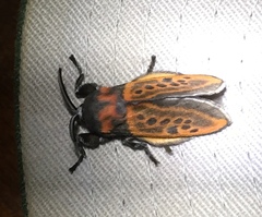 Edebessa nigropuncta