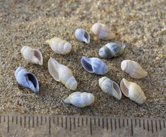Alcithoe arabica