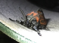 Edebessa nigropuncta