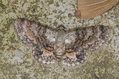 Myrioblephara