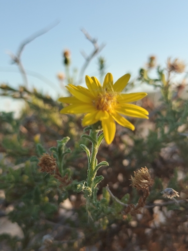 Image of Xanthisma arenarium by no rights reserved