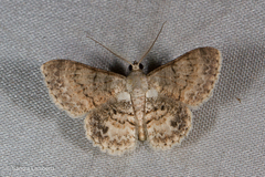Myrioblephara