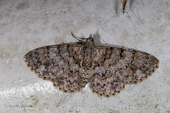 Myrioblephara