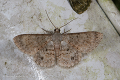Myrioblephara