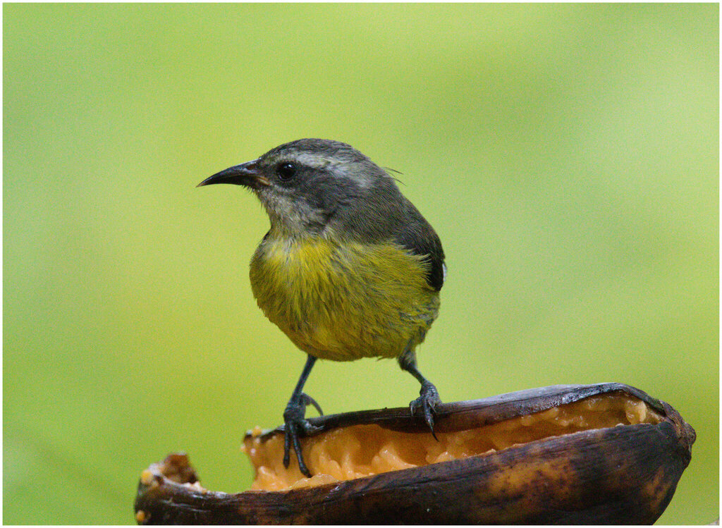 Bananaquit from Buenaventura, Dagua, Valle del Cauca, Colombia on ...