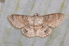 Myrioblephara