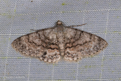 Myrioblephara