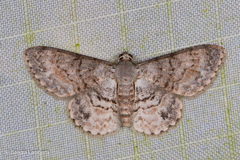 Myrioblephara