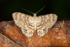 Myrioblephara
